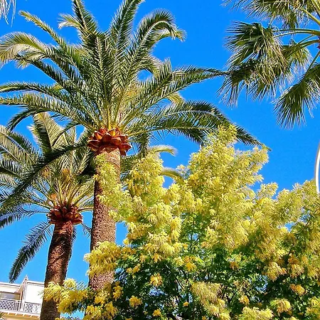 Les Palmiers Apartman